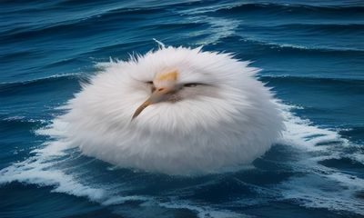 纳米比亚纳米布沙漠苏丝斯维利经典日出徒步，游客在45号红色沙丘顶端俯瞰死亡谷全景